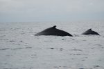 Baleines à bosse