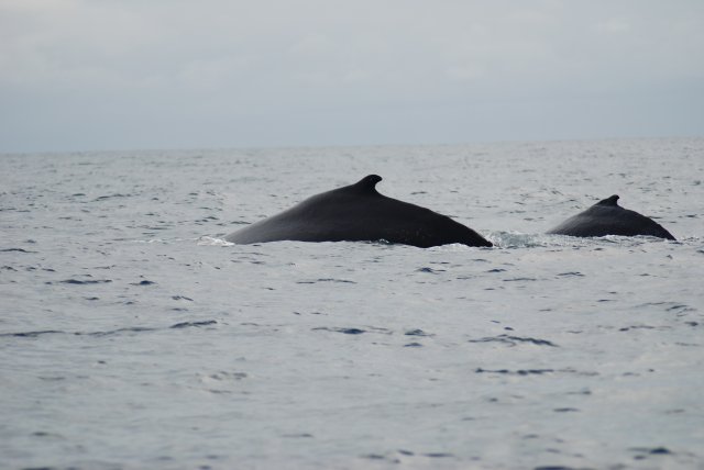 Baleines à bosse