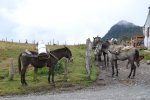 Chevaux laitiers