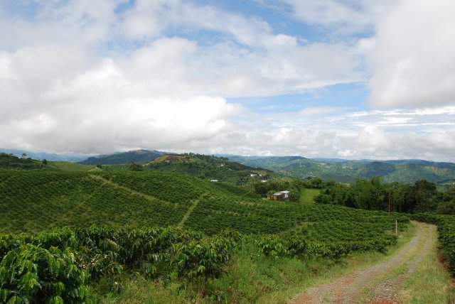 Paysage cafetier