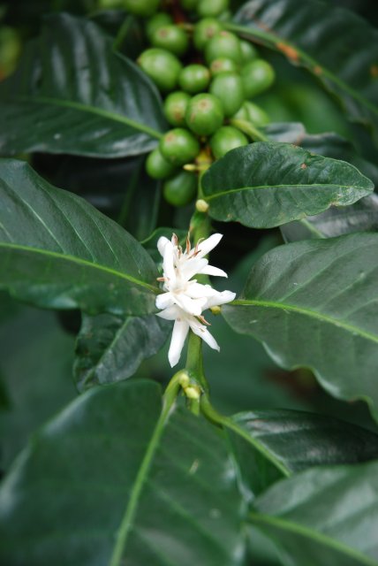 Fleur de café