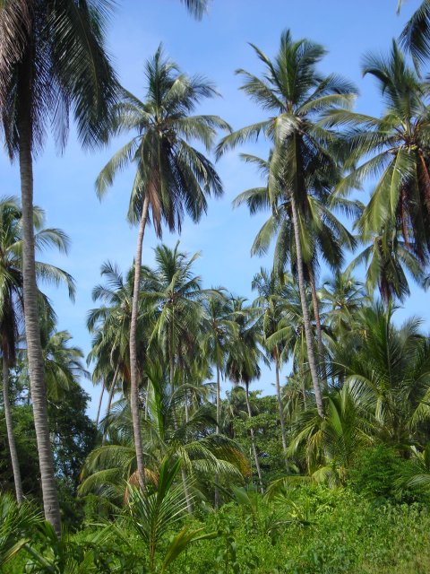 En route pour la playa