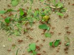 Fourmis tueuses