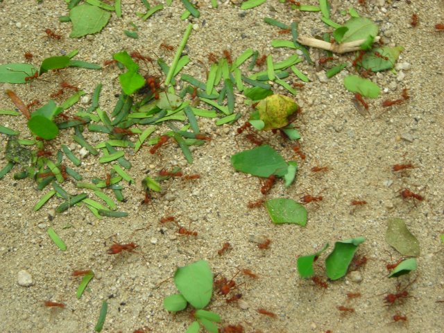 Fourmis tueuses