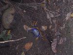 Crabe 