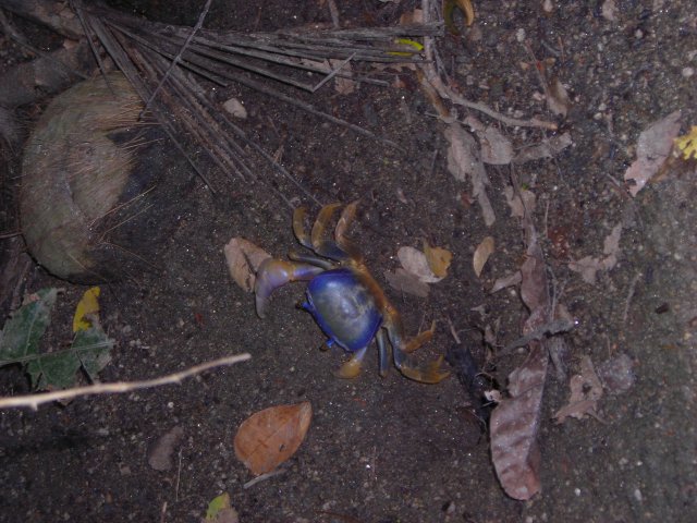 Crabe 
