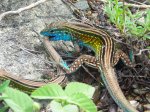 Lézards