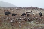 Yaks