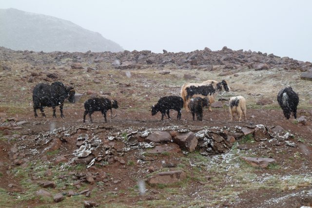 Yaks