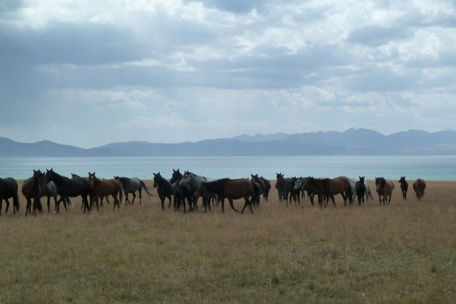 Chevaux en liberté