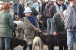 Le marché au bétail de Karakol