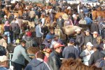 Toujours le marché au bétail