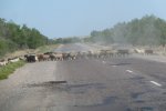 Moutons sur la route