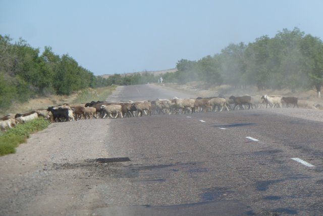 Moutons sur la route