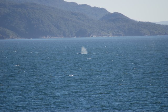 Baleine à babord