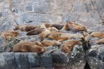 Lions de mer