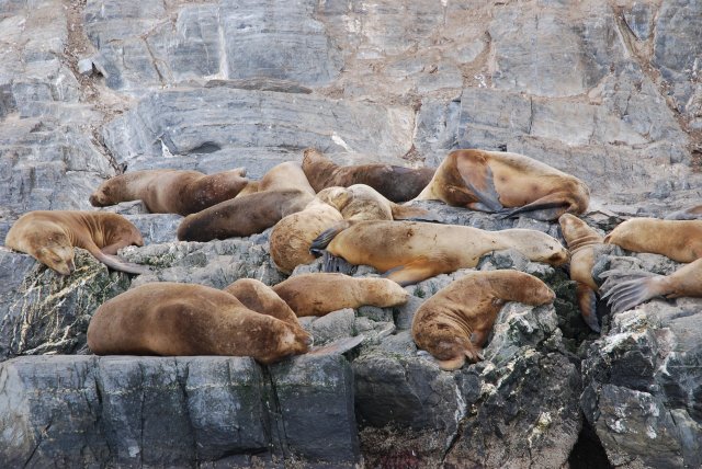 Lions de mer
