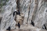 Le repas de midi chez les cormorans
