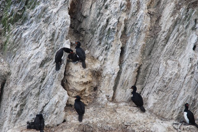 Le repas de midi chez les cormorans