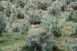 Lapin