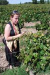 Vendanges 
