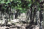 Vignoble en hauteur 