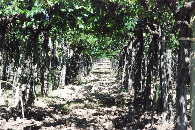 Vignoble en hauteur 