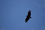 El Condor