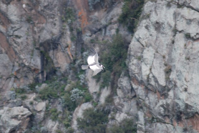 El Condor 2