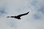 Encore un Condor