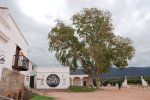 Cafayate