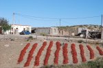 Piments et vieille Ford