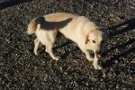 Cachien