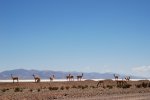 Camel light