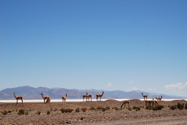 Camel light