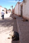 San Pedro Dogs